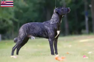 Read more about the article Cão Fila de São Miguel breeders and puppies in Hawaii