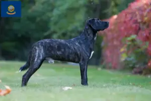 Read more about the article Cão Fila de São Miguel breeders and puppies in Idaho