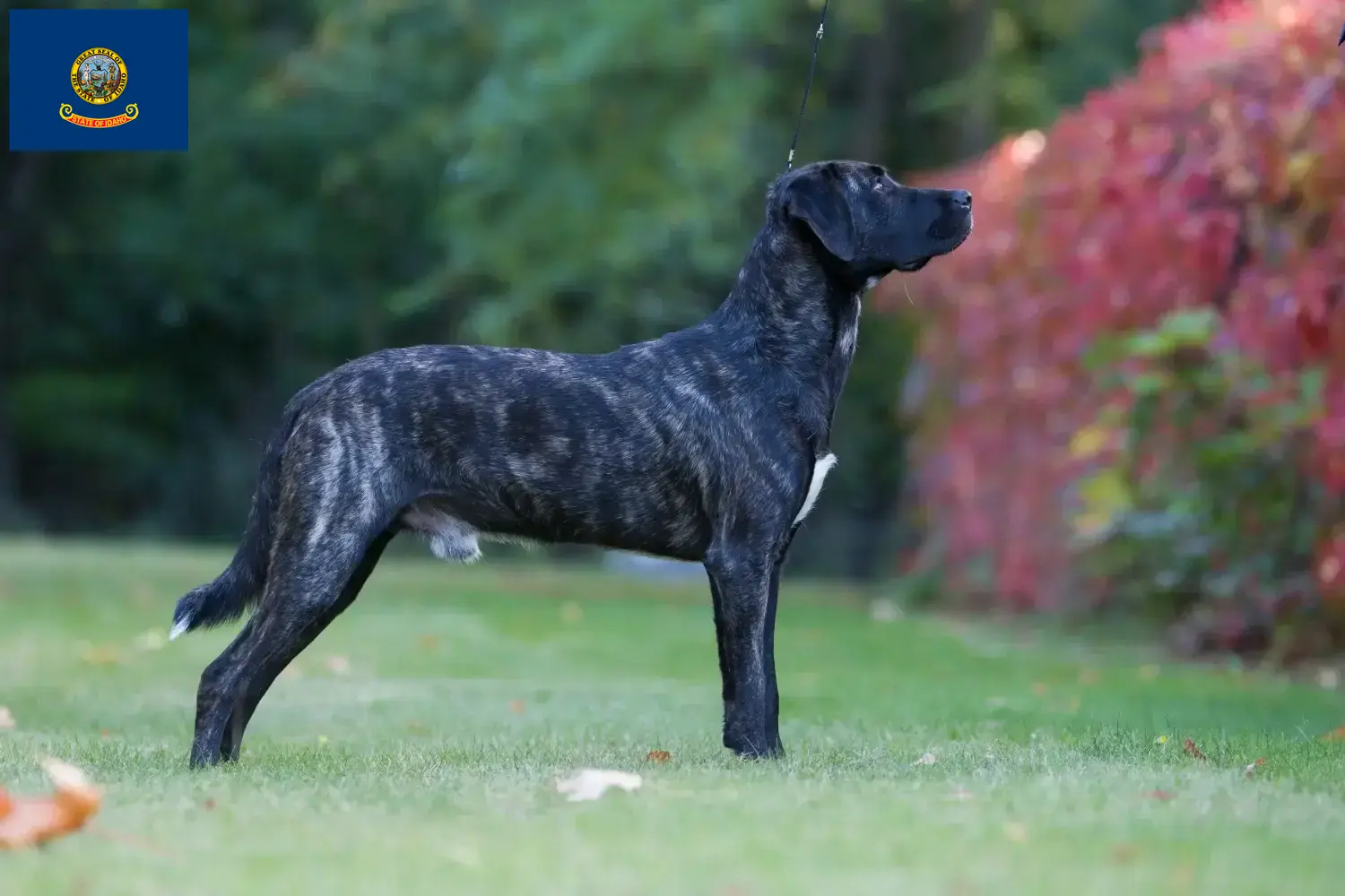 Read more about the article Cão Fila de São Miguel breeders and puppies in Idaho