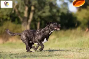Read more about the article Cão Fila de São Miguel breeders and puppies in Illinois