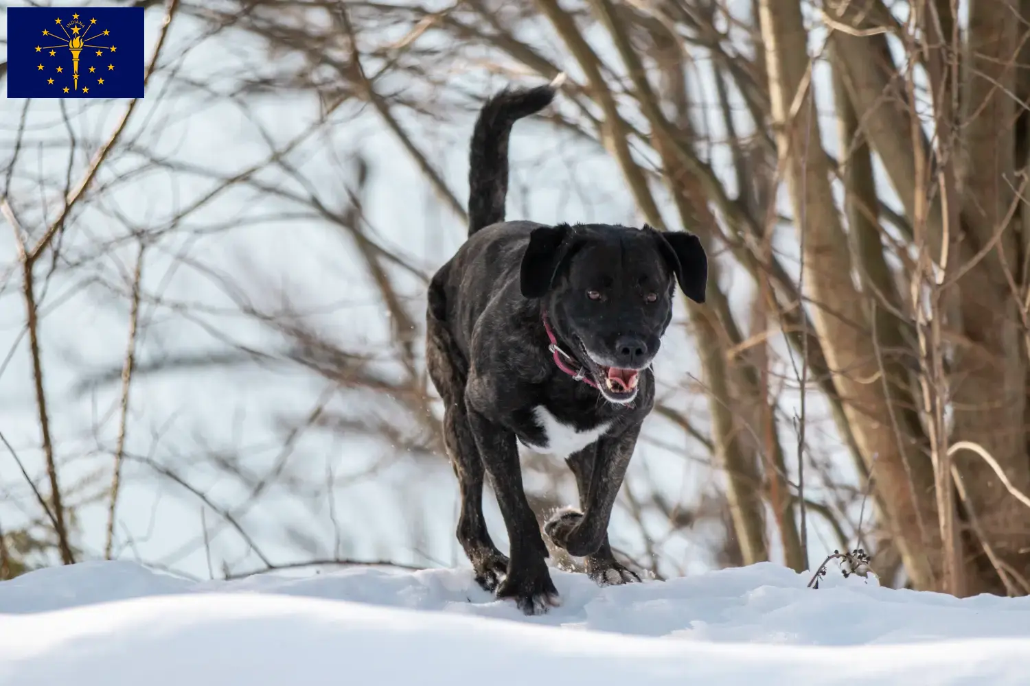 Read more about the article Cão Fila de São Miguel breeders and puppies in Indiana