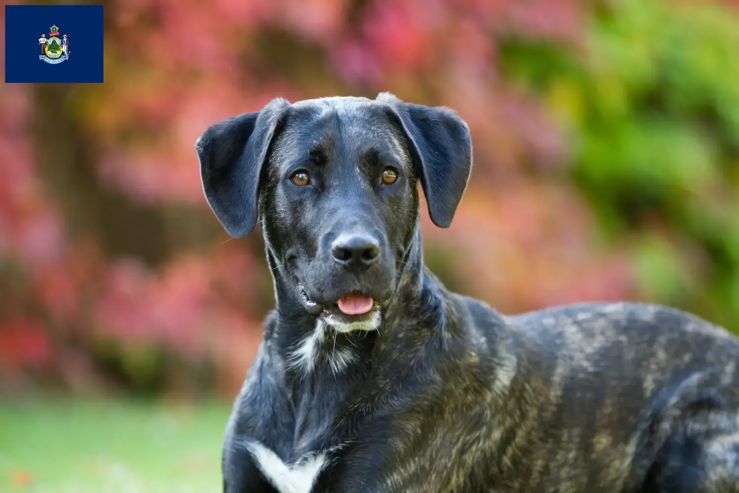 Read more about the article Cão Fila de São Miguel breeders and puppies in Maine
