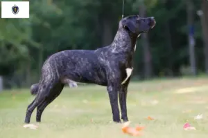 Read more about the article Cão Fila de São Miguel breeders and puppies in Massachusetts