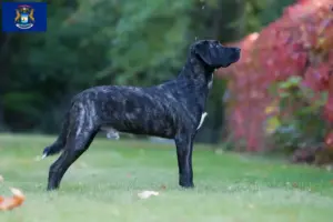 Read more about the article Cão Fila de São Miguel breeders and puppies in Michigan