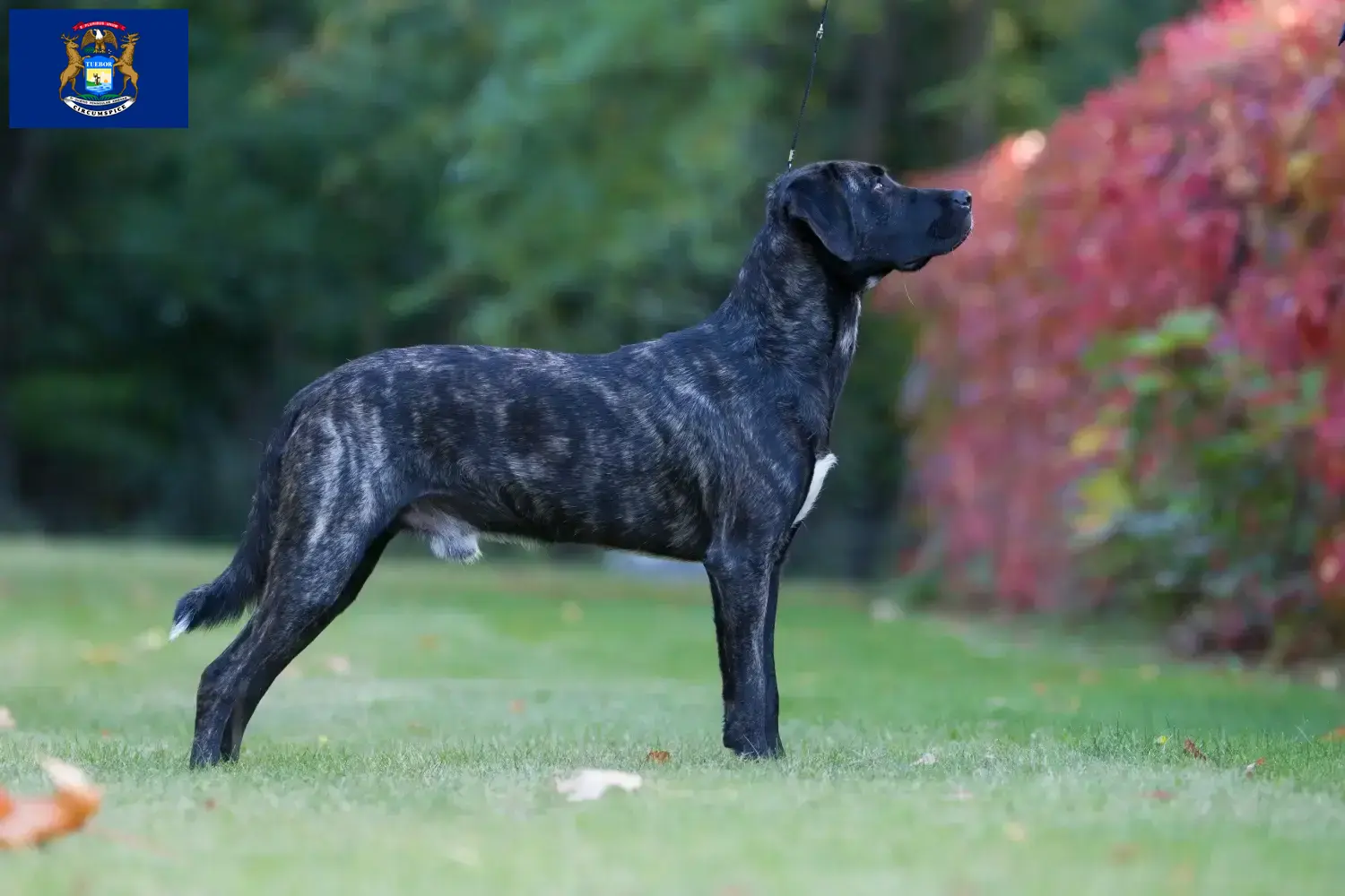 Read more about the article Cão Fila de São Miguel breeders and puppies in Michigan