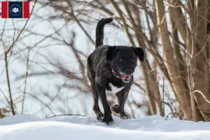 Read more about the article Cão Fila de São Miguel breeders and puppies in Mississippi