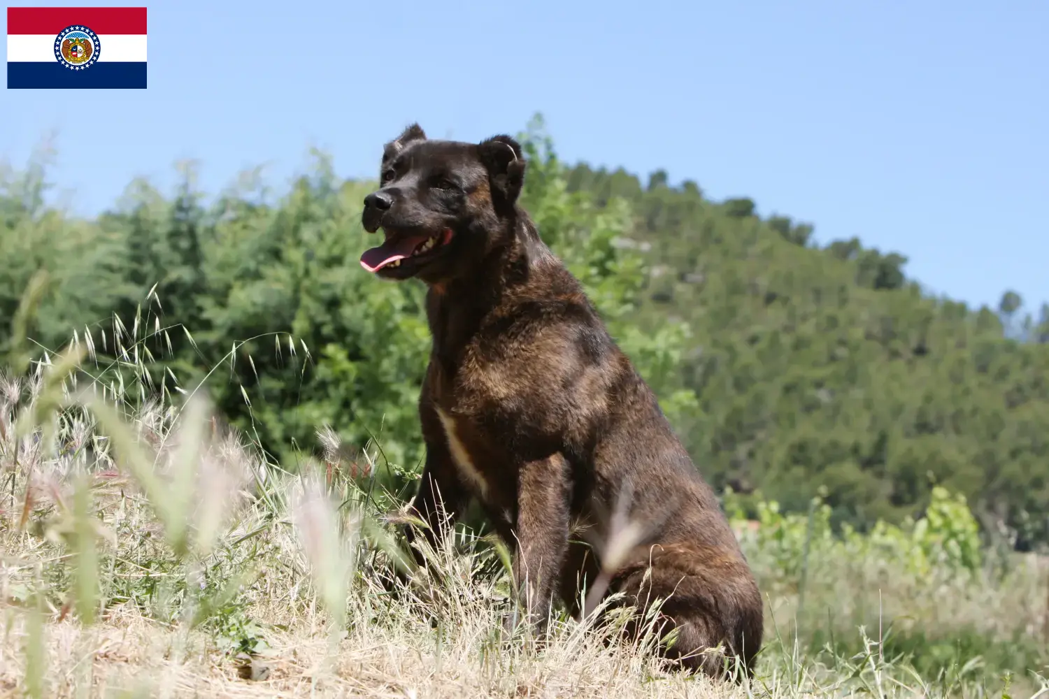 Read more about the article Cão Fila de São Miguel breeders and puppies in Missouri