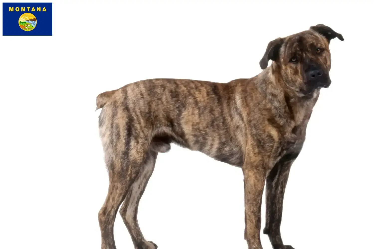 Read more about the article Cão Fila de São Miguel breeders and puppies in Montana
