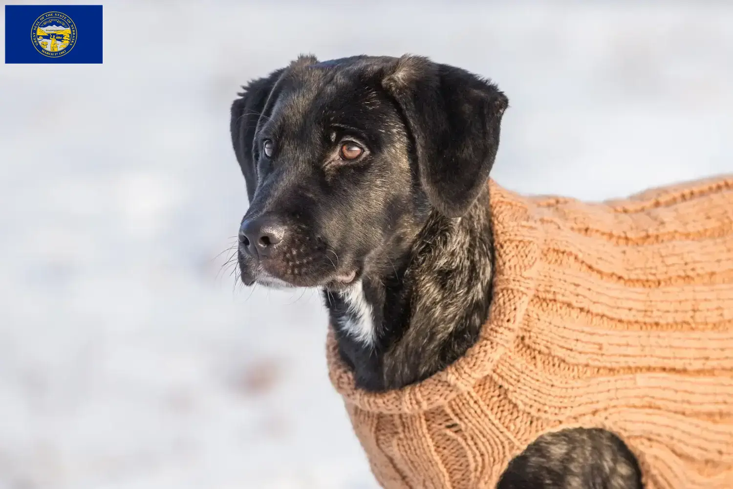 Read more about the article Cão Fila de São Miguel breeders and puppies in Nebraska