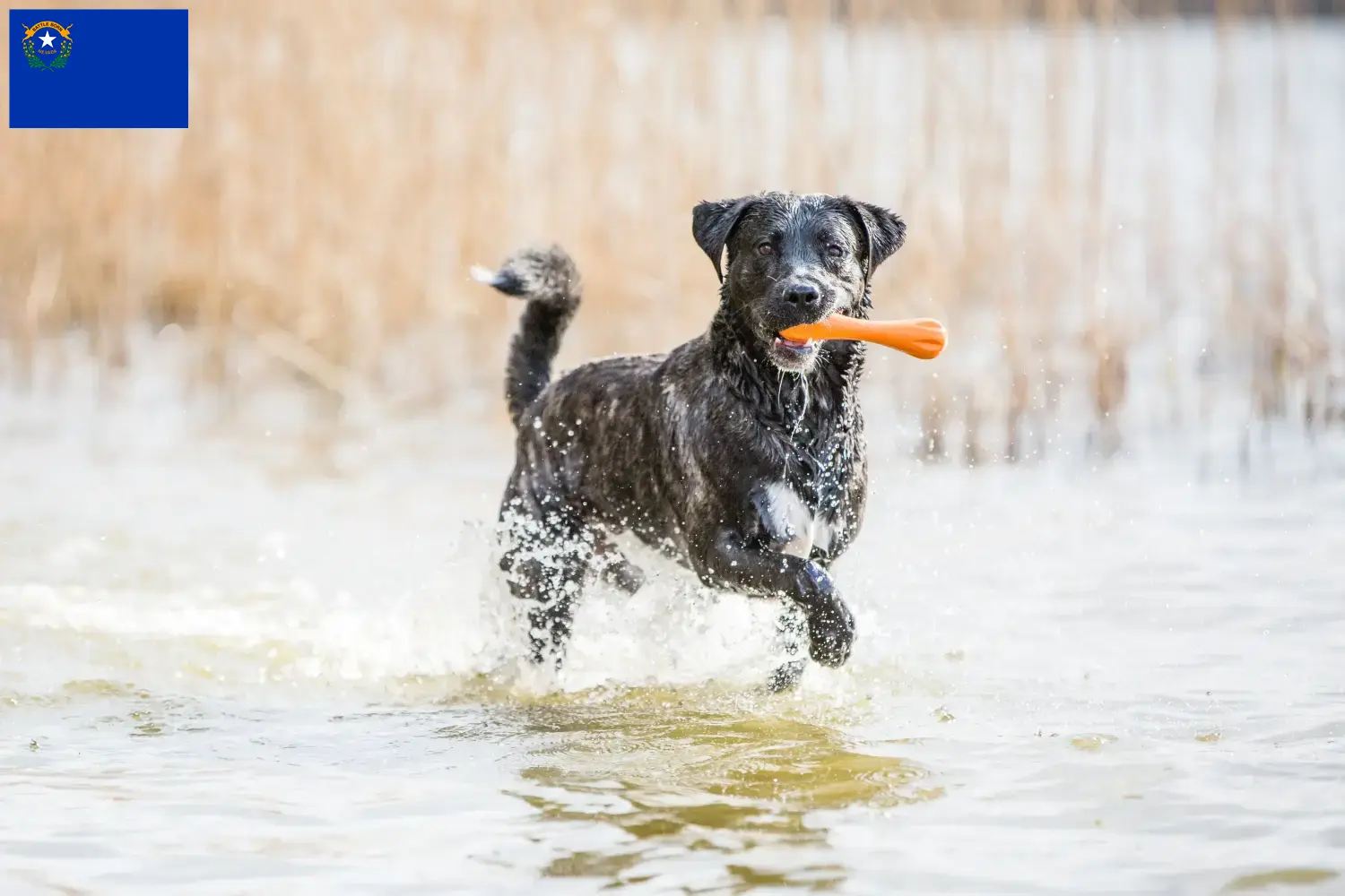 Read more about the article Cão Fila de São Miguel breeders and puppies in Nevada