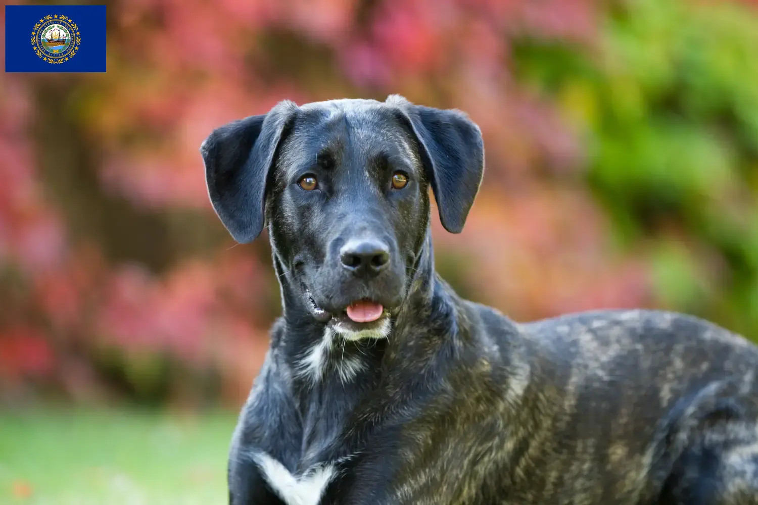 Read more about the article Cão Fila de São Miguel breeders and puppies in New Hampshire