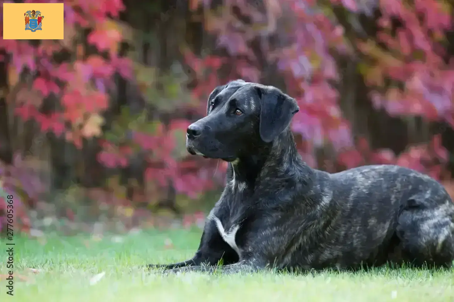 Read more about the article Cão Fila de São Miguel breeders and puppies in New Jersey