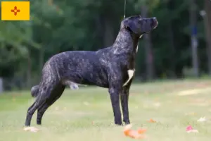 Read more about the article Cão Fila de São Miguel breeders and puppies in New Mexico