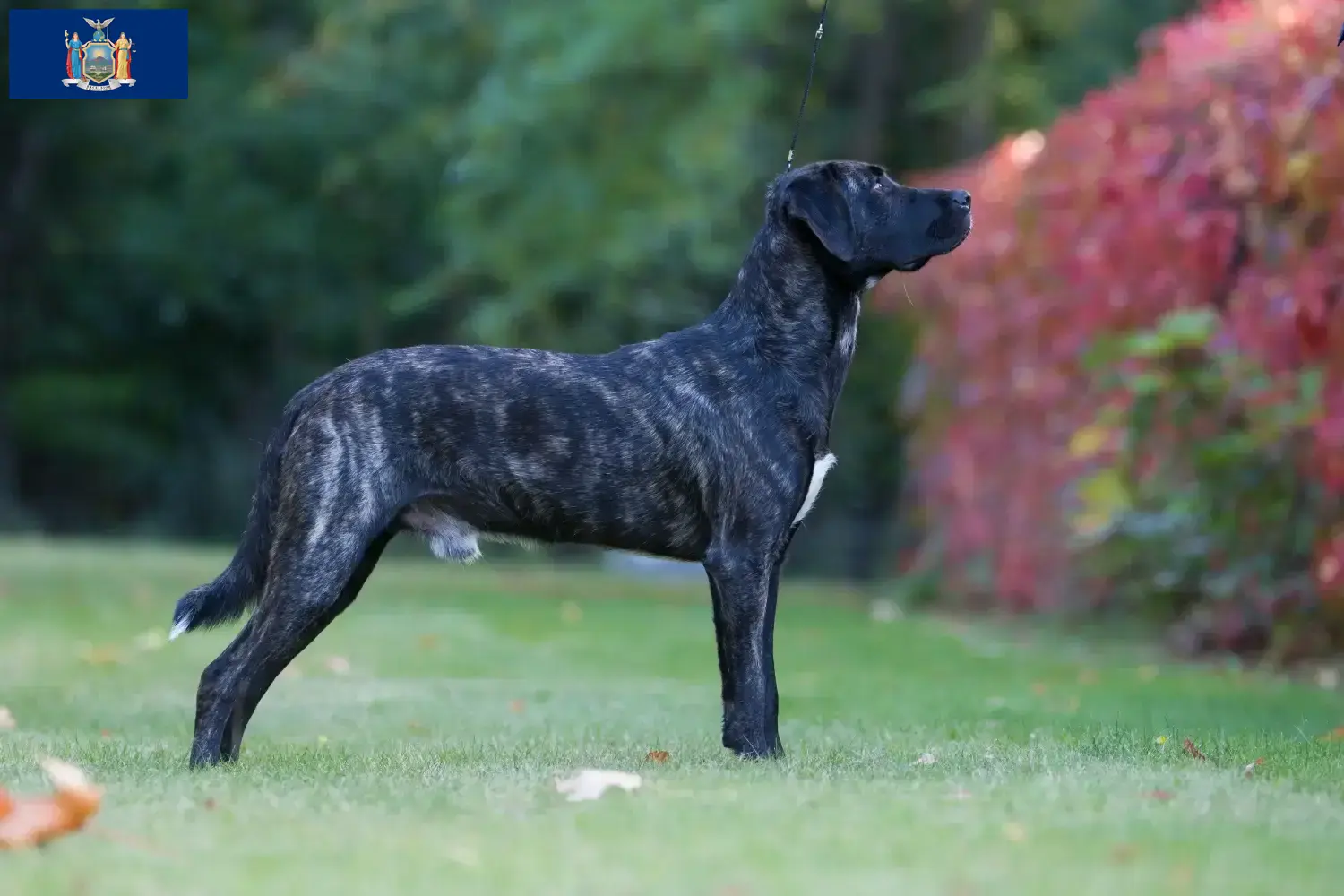 Read more about the article Cão Fila de São Miguel breeders and puppies in New York