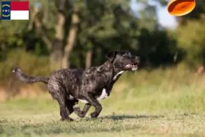 Read more about the article Cão Fila de São Miguel breeders and puppies in North Carolina