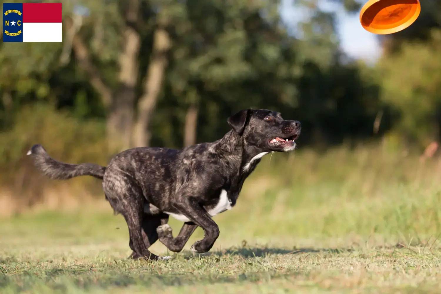 Read more about the article Cão Fila de São Miguel breeders and puppies in North Carolina