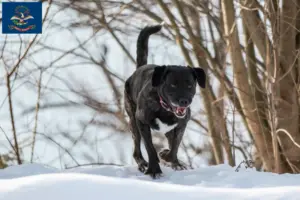 Read more about the article Cão Fila de São Miguel breeders and puppies in North Dakota