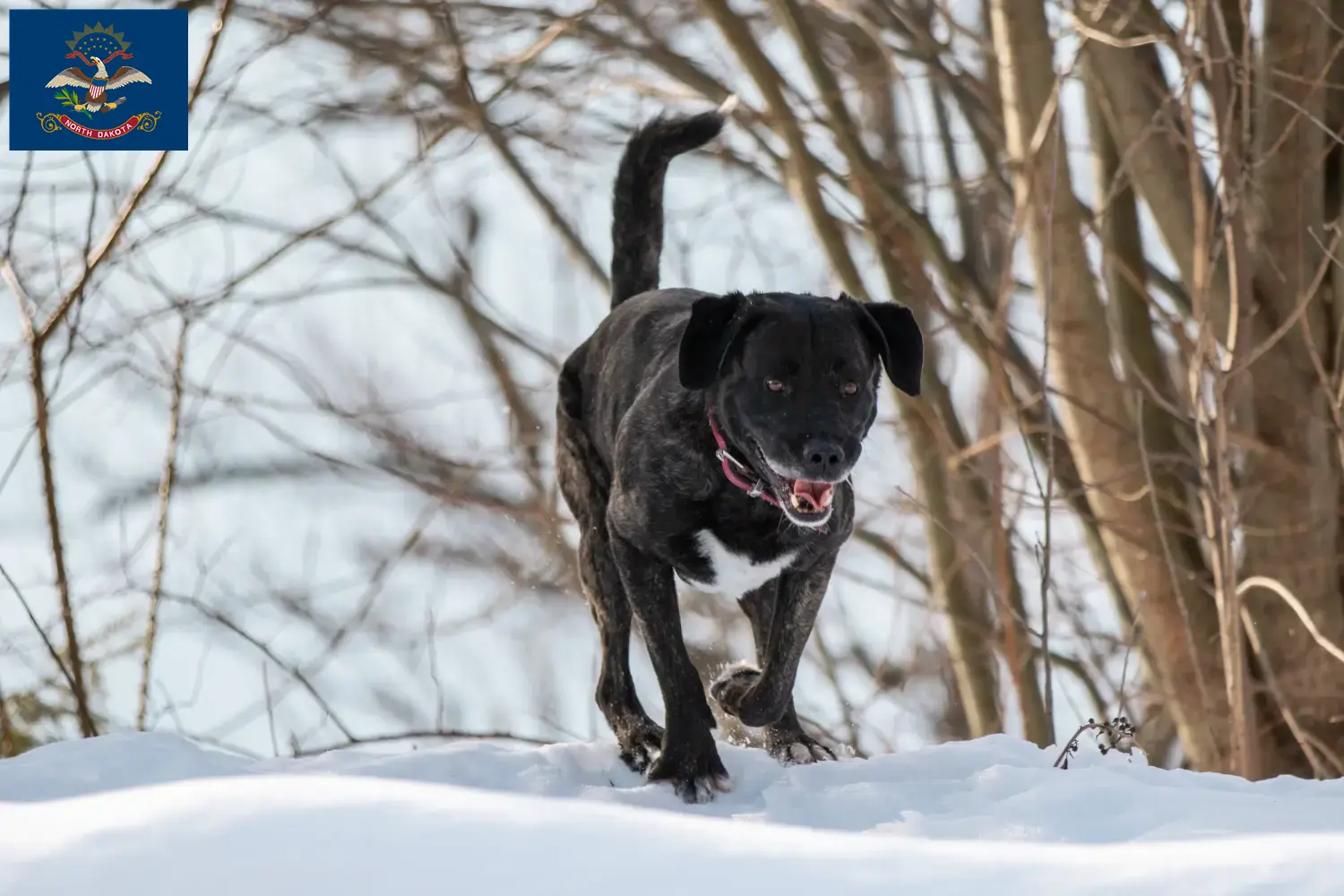 Read more about the article Cão Fila de São Miguel breeders and puppies in North Dakota