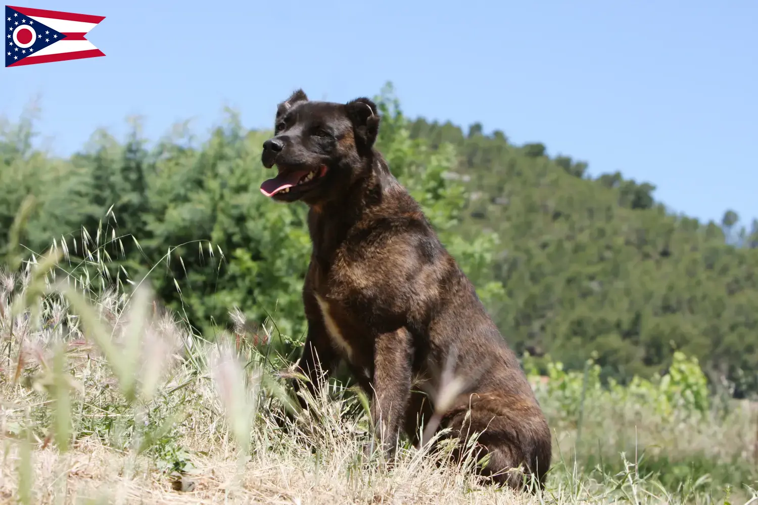 Read more about the article Cão Fila de São Miguel breeders and puppies in Ohio