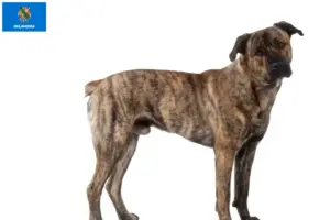 Read more about the article Cão Fila de São Miguel breeders and puppies in Oklahoma