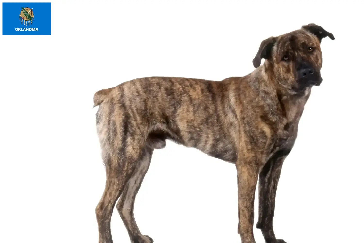 Read more about the article Cão Fila de São Miguel breeders and puppies in Oklahoma