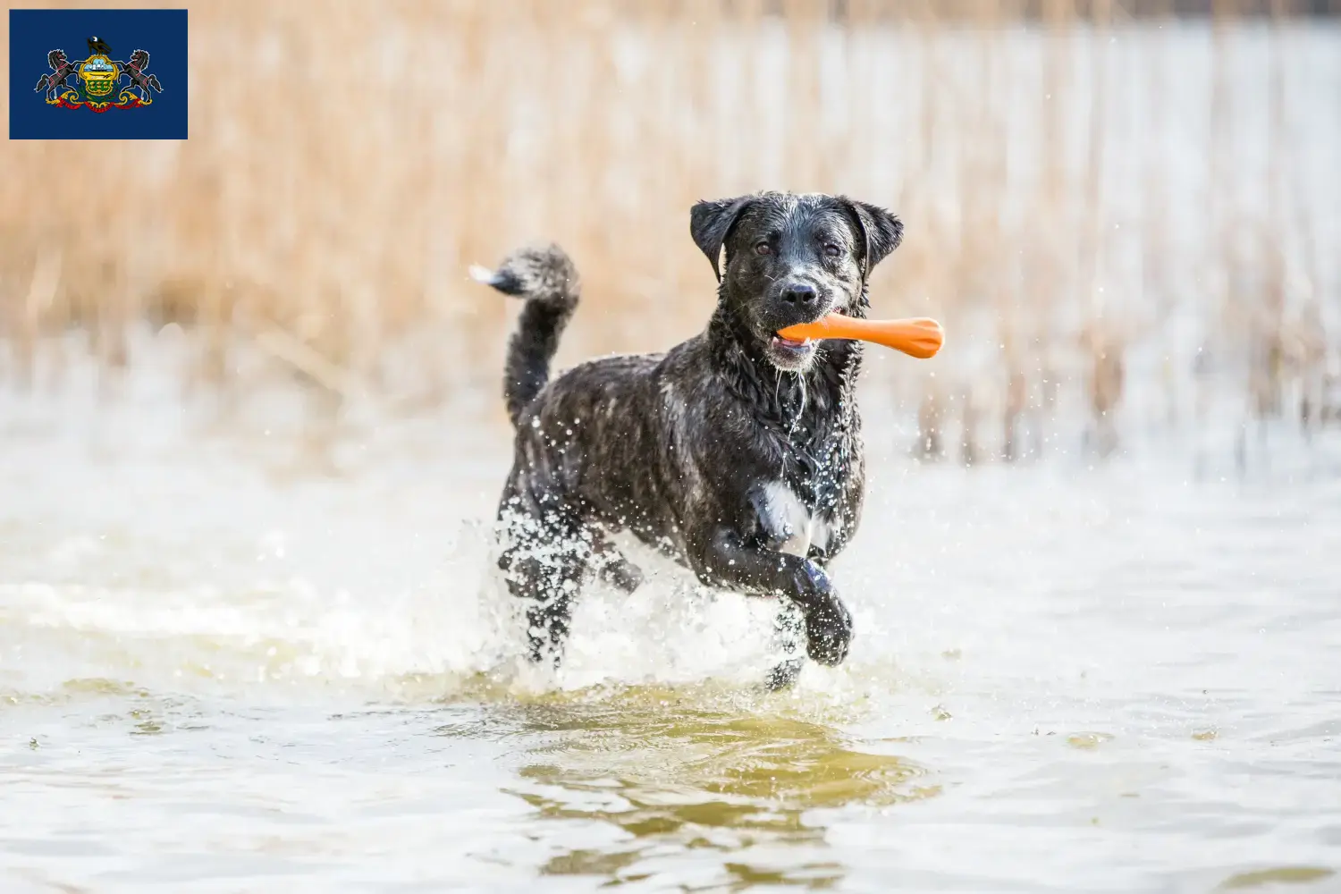 Read more about the article Cão Fila de São Miguel breeders and puppies in Pennsylvania