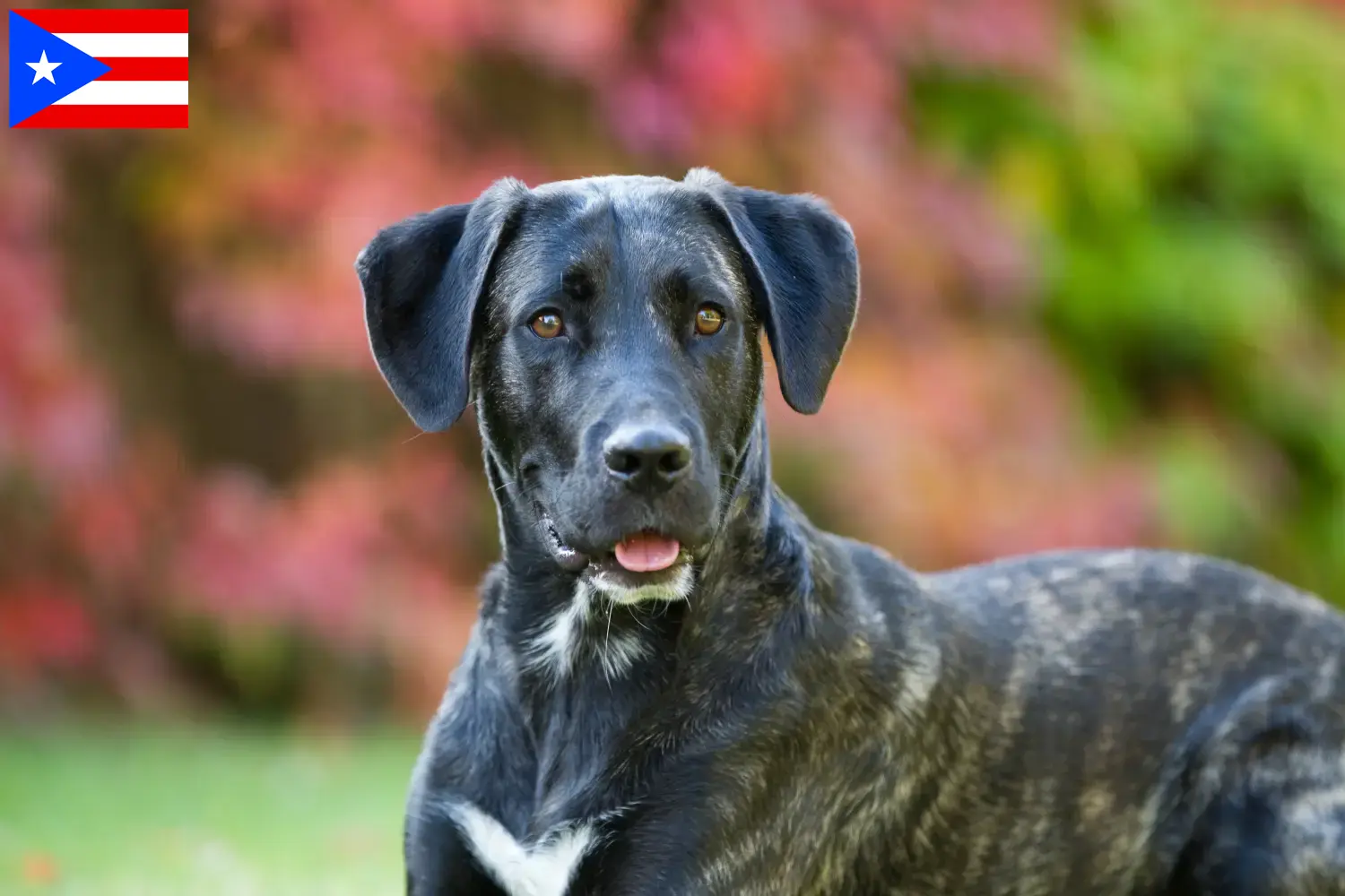 Read more about the article Cão Fila de São Miguel breeders and puppies in Puerto Rico