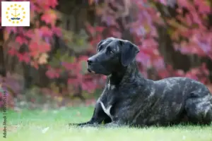 Read more about the article Cão Fila de São Miguel breeders and puppies in Rhode Island