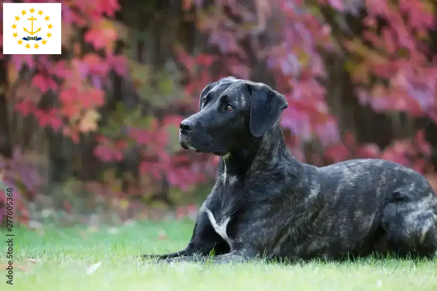 Read more about the article Cão Fila de São Miguel breeders and puppies in Rhode Island