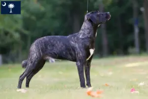 Read more about the article Cão Fila de São Miguel breeders and puppies in South Carolina