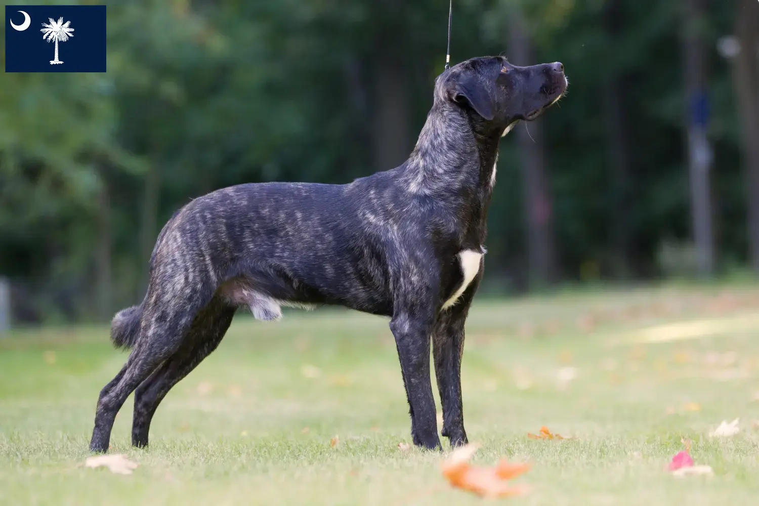 Read more about the article Cão Fila de São Miguel breeders and puppies in South Carolina