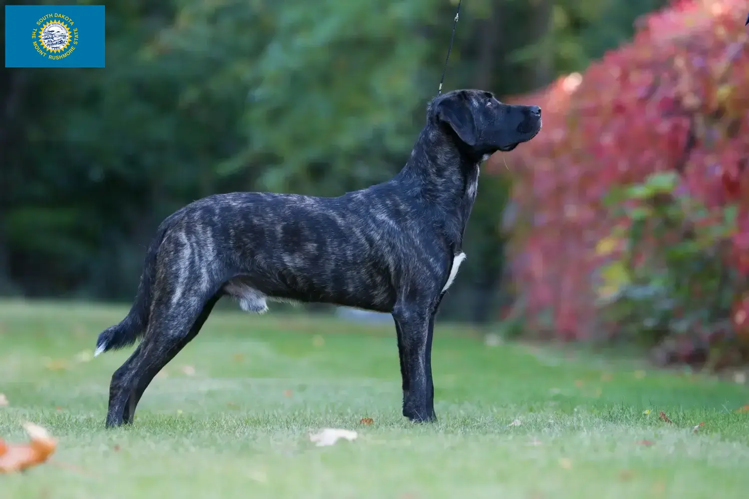 Read more about the article Cão Fila de São Miguel breeders and puppies in South Dakota