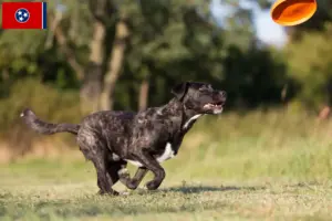 Read more about the article Cão Fila de São Miguel breeders and puppies in Tennessee