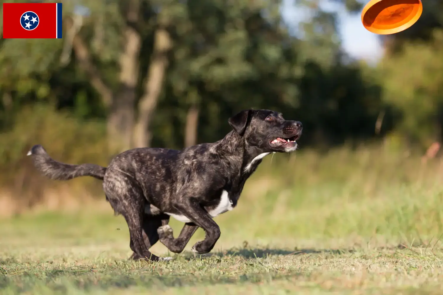 Read more about the article Cão Fila de São Miguel breeders and puppies in Tennessee