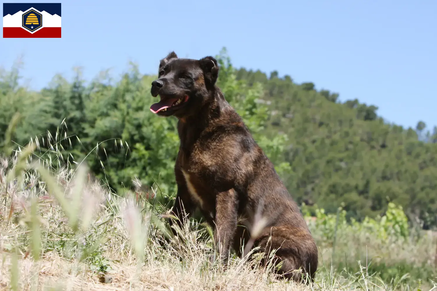 Read more about the article Cão Fila de São Miguel breeders and puppies in Utah