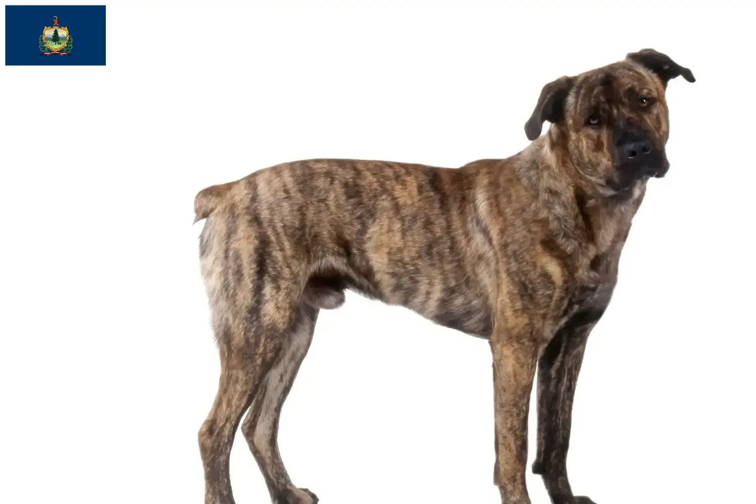 Read more about the article Cão Fila de São Miguel breeders and puppies in Vermont