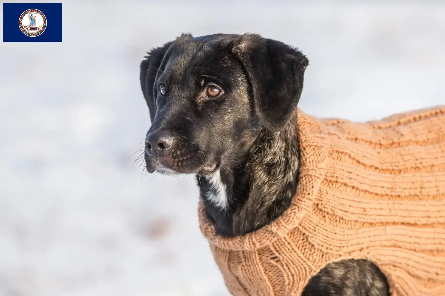 Read more about the article Cão Fila de São Miguel breeders and puppies in Virginia