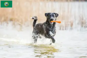 Read more about the article Cão Fila de São Miguel breeders and puppies in Washington
