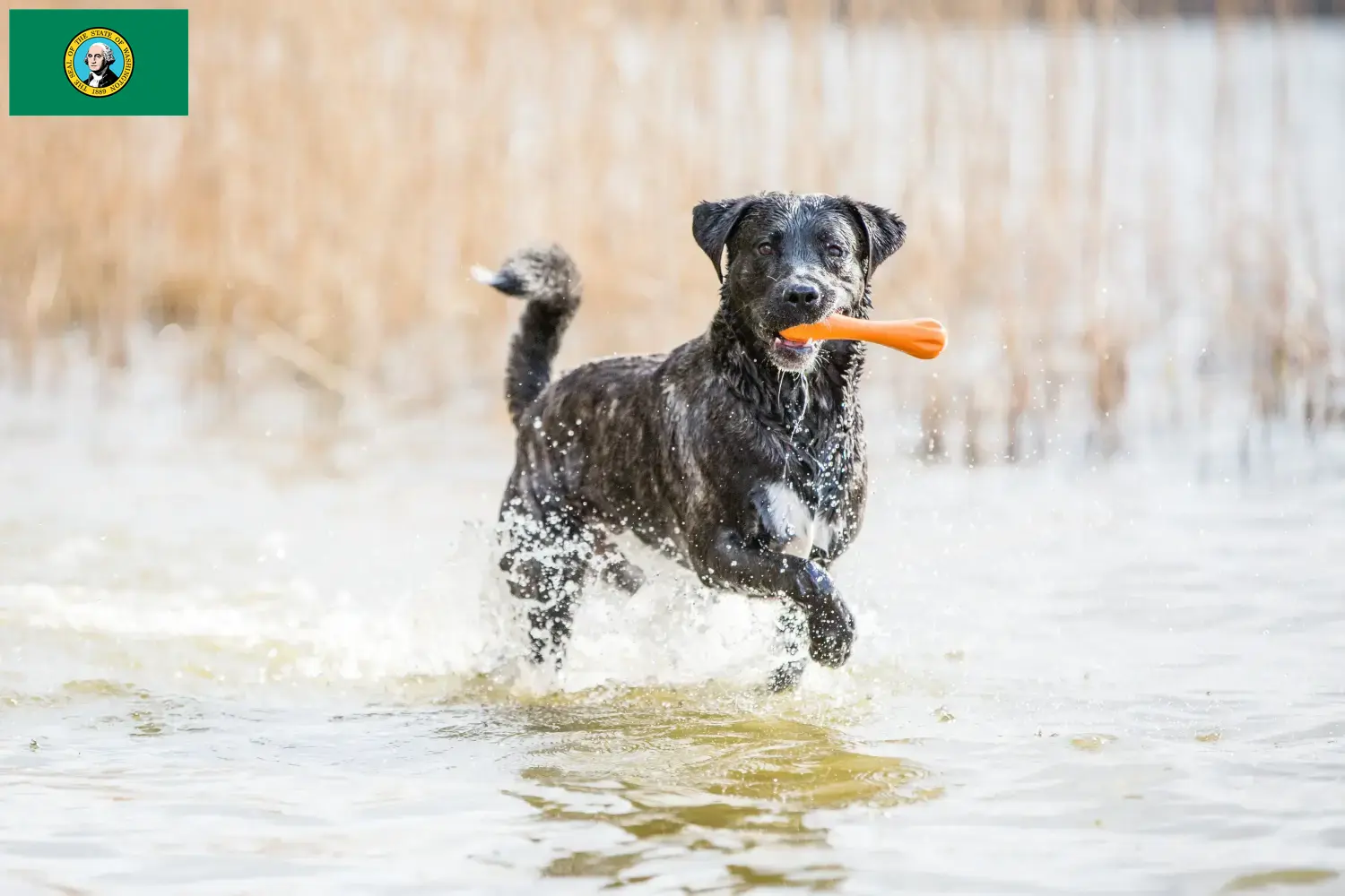 Read more about the article Cão Fila de São Miguel breeders and puppies in Washington