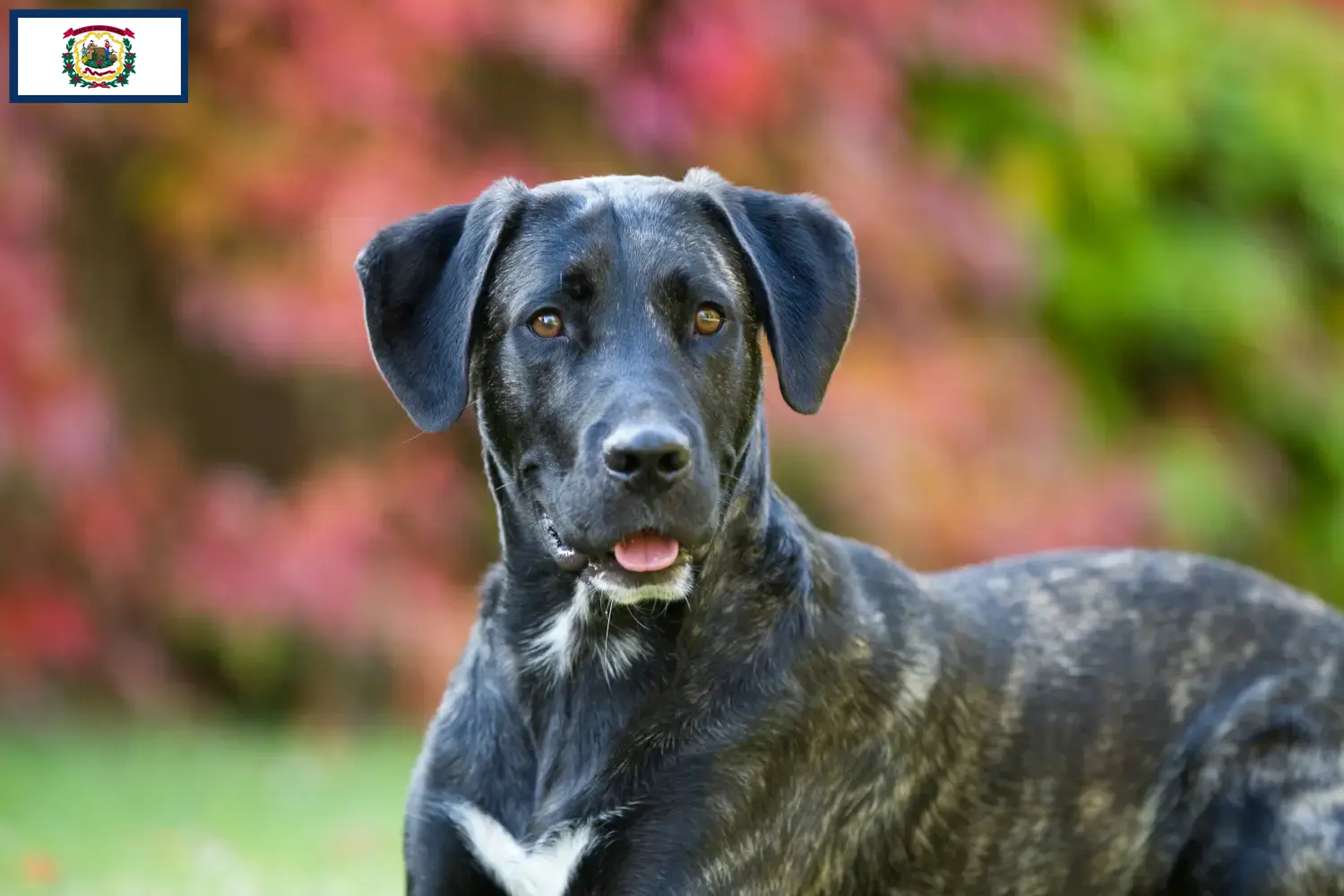Read more about the article Cão Fila de São Miguel breeders and puppies in West Virginia