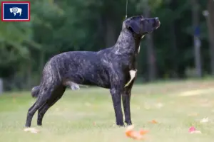 Read more about the article Cão Fila de São Miguel breeders and puppies in Wyoming