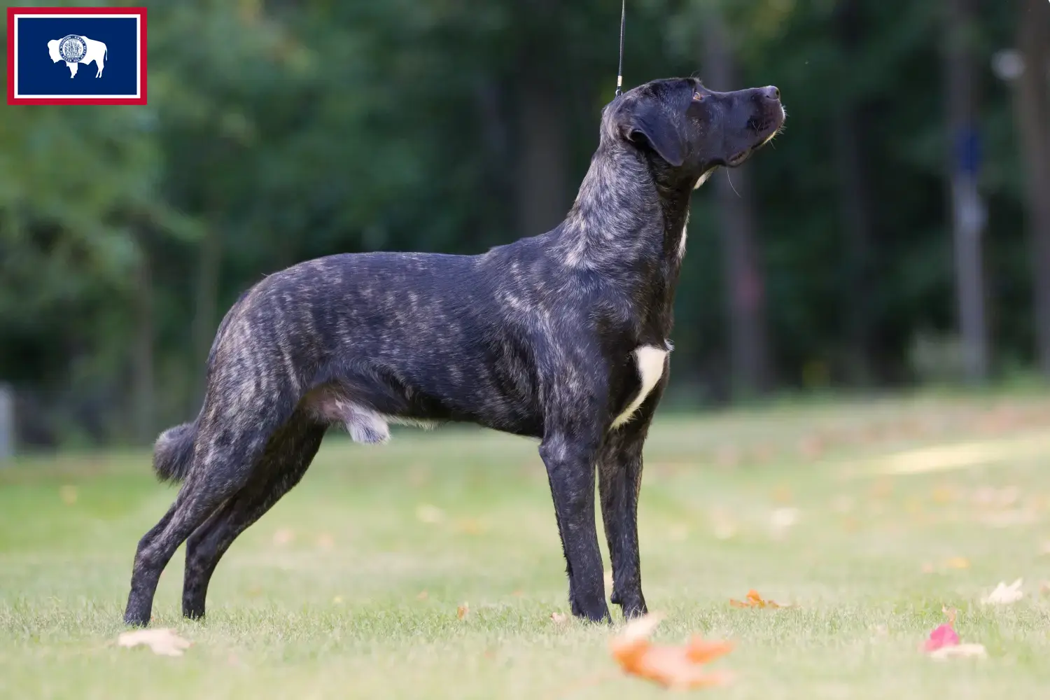Read more about the article Cão Fila de São Miguel breeders and puppies in Wyoming
