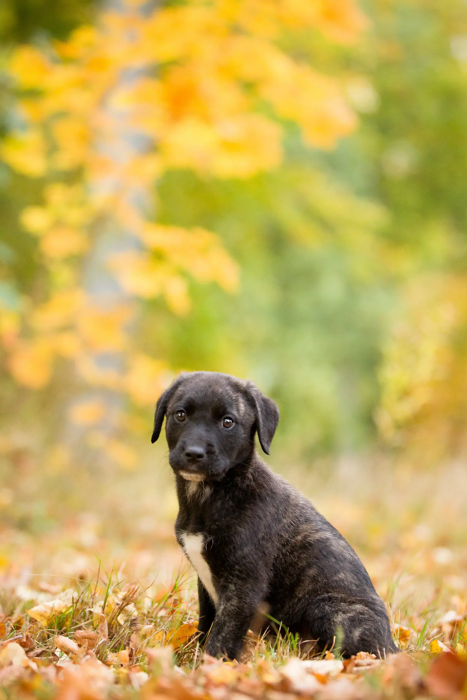Buying a Cão Fila de São Miguel puppy means taking responsibility! Buy Cão Fila de São Miguel puppies.