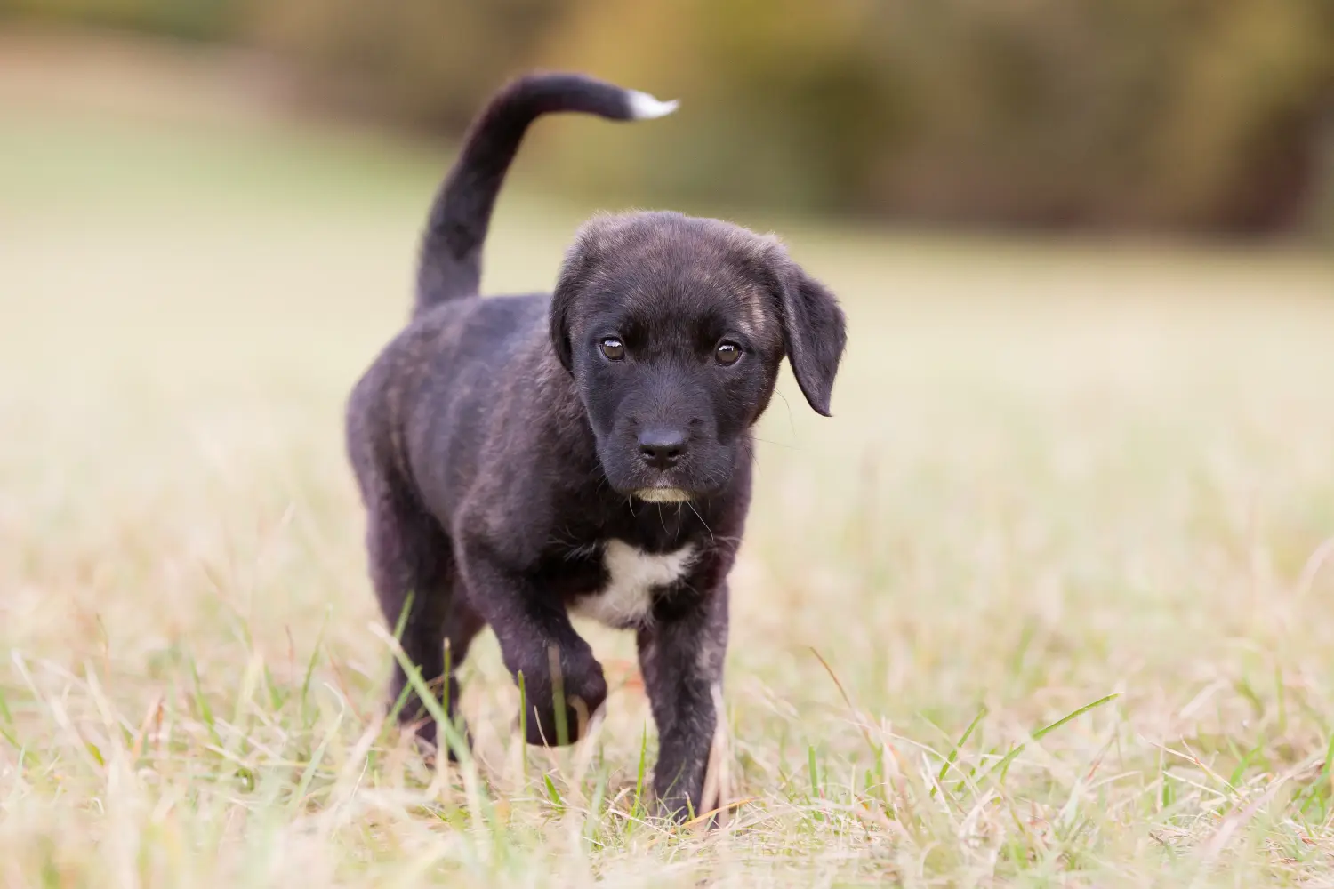 Buying a Cão Fila de São Miguel puppy means taking responsibility! Buy Cão Fila de São Miguel puppies.