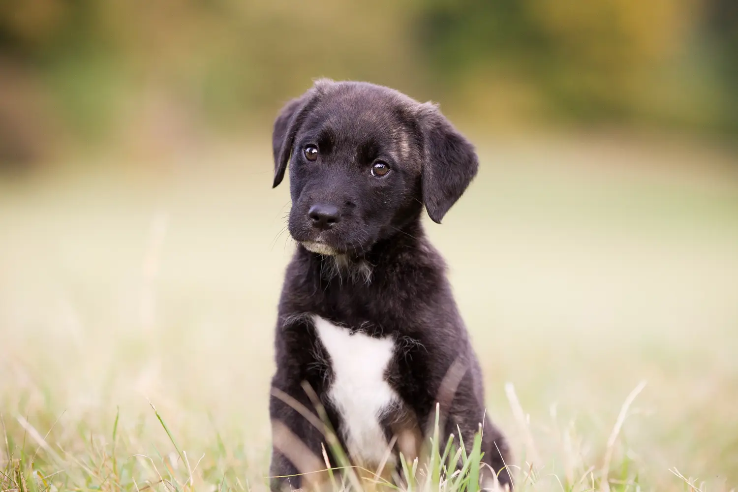 Buying a Cão Fila de São Miguel puppy means taking responsibility! Buy Cão Fila de São Miguel puppies.