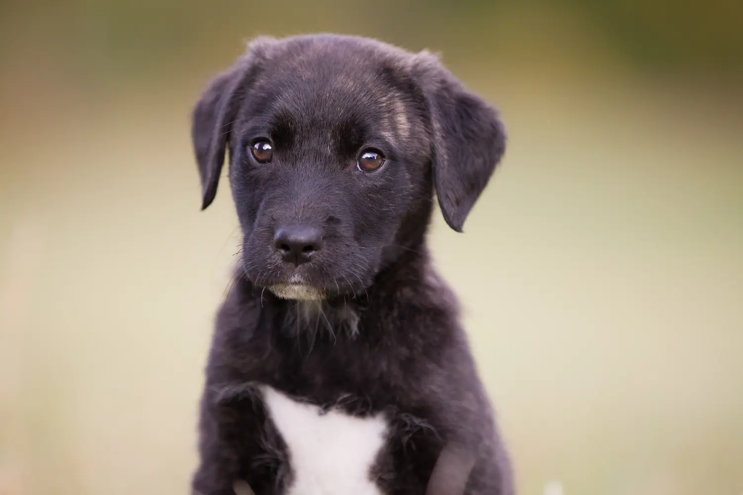Buying a Cão Fila de São Miguel puppy means taking responsibility! Buy Cão Fila de São Miguel puppies.