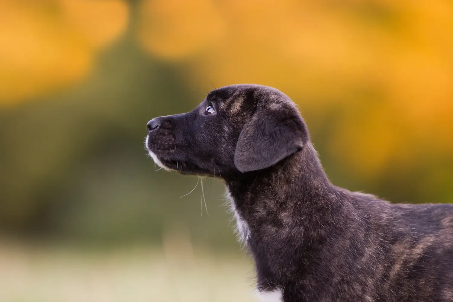 Buying a Cão Fila de São Miguel puppy means taking responsibility! Buy Cão Fila de São Miguel puppies.