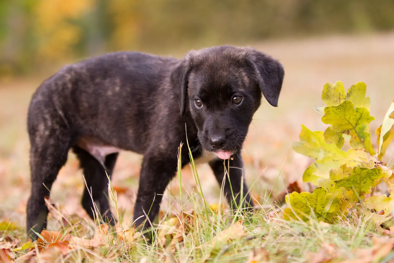 Buying a Cão Fila de São Miguel puppy means taking responsibility! Buy Cão Fila de São Miguel puppies.