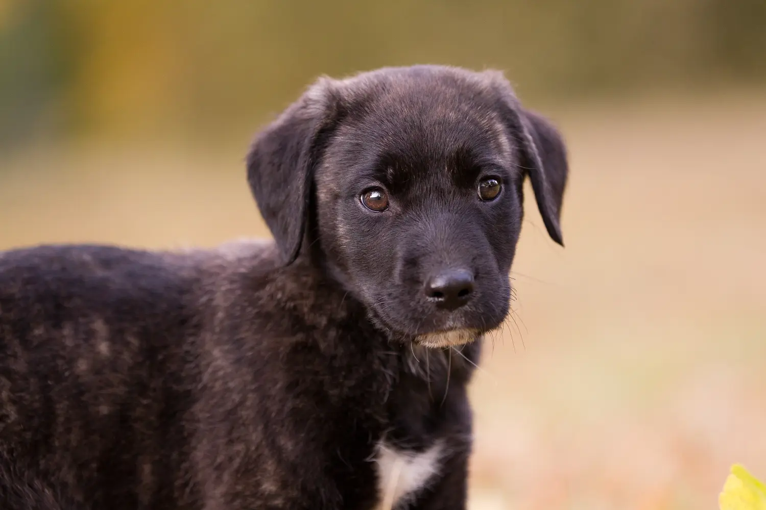Buying a Cão Fila de São Miguel puppy means taking responsibility! Buy Cão Fila de São Miguel puppies.
