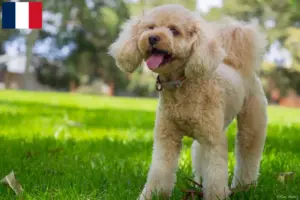 Read more about the article Cavoodle breeders and puppies in France